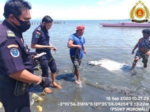 Tim PSDKP Bitung, Polsus PWP3K Dan Pengawas Perikanan Morowali Evakuasi Ikan Pari Mobula Mati Diperairan Tolo