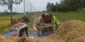Petani Bireuen Aceh Mulai Panen Padi,Pandemi Covid-19 Bukan Penghalang Bagi Mereka