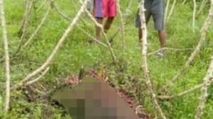 Kalipare Geger Warga Temukan Mayat Di Kebon Singkong