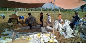 Petani Mengeluh Beli Pupuk Mahal, Saat Panen Harga Beras Murah