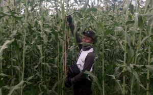 Optimalkan Lahan Marjinal, Kementan Dukung Situbondo Kembangkan Sorghum
