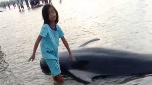Puluhan Ikan Paus Terdampar Ditepi Pantai Pangpajung – Modung – Bangkalan