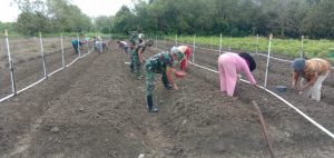 Tidak Hanya Jaga Perbatasan, TNI Juga Bantu Petani Tanam Bawang Merah
