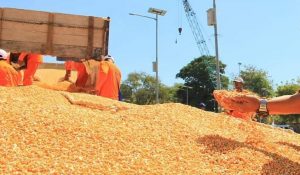 Kementan Dorong Industri Pakan Ternak Serap Jagung Petani