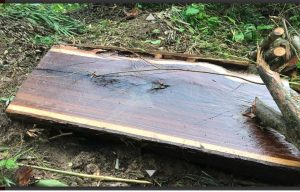 GMBI Kuningan Desak Kesatuan Pemangkuan Hutan Tangkap Pelaku Pembalakan Liar