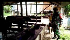 Cara Babinsa Koramil 1015-11/Cempaga Komsos Dengan Peternak Sapi