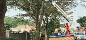 Dinas PUBM Kabupaten Malang Potong Pohon Yang Membahayakan Warga