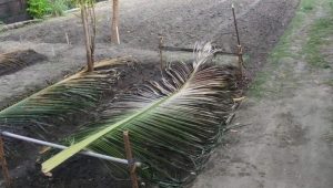 Gebrakan Pembibitan Tanaman Palawija Kelompok Wanita Tani Bungong Jeumpa Pulu Ara Bangkit