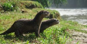 Pelepasliaran Tiga Individu Berang-Berang di Sungai Ciliwung