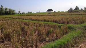 Mahalnya Harga Pupuk di Tengah Pandemi Petani Menjerit