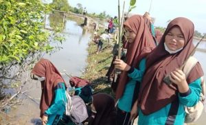 SMP N 1 Kuala Bireuen Tanam Ratusan Bibit Mangrove dan Cemara Laut