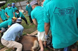Idul Adha, Karyawan Kawasan PT. IMIP sembelih 11 hewan qurban