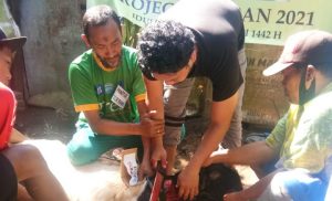 LPIT Ibadurrohman Potong Qur’ban 29 Ekor Kambing dan Sapi