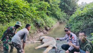  Satwa dilindungi ditemukan mati di Hutan Aceh Timur