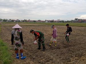 Sukseskan Ketahanan Pangan, Babinsa Dampingi Petani Tanam Jagung