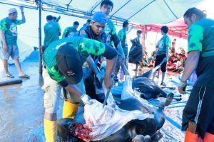 Usai Disembelih, DKM IMIP Bagikan Ratusan Kantong Daging Qurban Kepada Kaum Dhuafa