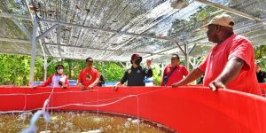 Budidaya Ikan Nila di Kampung Nolokla Mampu Hasilkan Omzet Rp 25 Juta