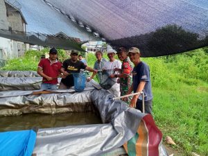 Bantu Masa Panen, Babinsa Koramil 01/Bireuen Dukung Pemberdayaan Ikan Lele