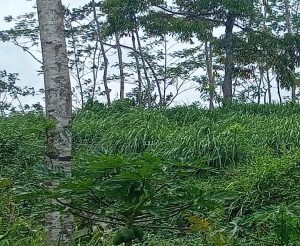 Ada Apa di Balik Tanah Blok Ciroyom Desa Sukaresmi, Kadupandak, Cianjur