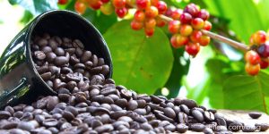 Kopi Flores Bawa Indonesia ke Pentas Dunia