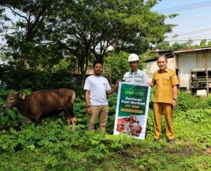 Jelang Idul Adha, IMIP Bagikan Puluhan Ekor Sapi Qurban
