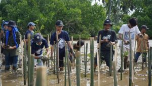 Lestarikan Lingkungan, PT IMIP Kembali Tanam 3.796 Bibit Mangrove