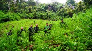M. Irwansyah Lubis: Dibutuhkan Formula Baru Untuk Memberantas Lahan Ganja di Madina