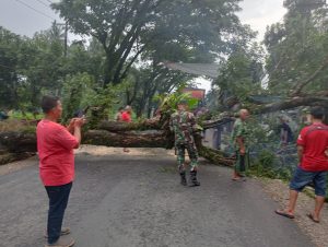 Sigap, Koramil Siabu Singkirkan Pohon Yang Tumbang