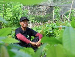 Kembangkan Kakao Berkualitas Dunia, Program PPM Tambang Dongkrak Kesejahteraan Petani Berau