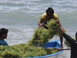 Menteri Luhut Janjikan Kredit USD 1 Juta Kepada Petani Rumput Laut