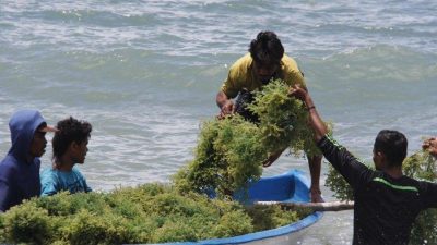 Menteri Luhut Janjikan Kredit USD 1 Juta Kepada Petani Rumput Laut