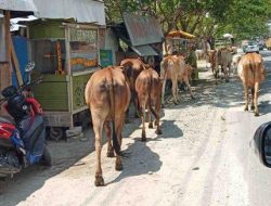 Ternak Berkeliaran Dalam Kota Diberi Tanda