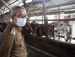 Jelang Idul Adha, Pj Wali Kota Monitoring Cek Kesehatan Hewan Kurban