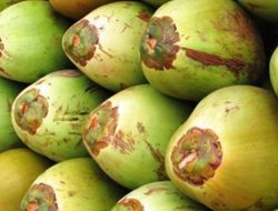 Krisis Kelapa Dalam Negeri Meluas, Pemerintah Mengambil Langkah Atasi Kelangkaan