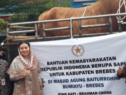 Presiden Prabowo Serahkan Sapi Kurban Jenis Brahman Cross untuk Masyarakat Brebes, Ditempatkan di Masjid Agung Baiturrohim Bumiayu