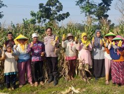 Dukung Ketahanan Pangan Nasional, Polres Brebes Dampingi Panen Jagung