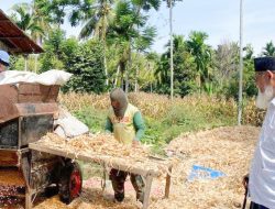 Panen Jagung di Ummul Ayman 3 : Langkah Nyata Menuju Ketahanan Pangan dan Kemandirian Ekonomi Dayah
