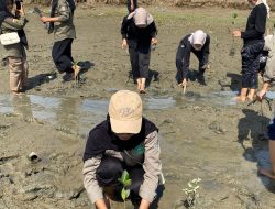 Himap Umuslim Gelar Aksi Peduli Lingkungan, Tanam Bibit Mangrove di Desa Kuala Raja