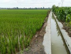 Transformasi Pertanian Indonesia: Dari Sawah Nusantara untuk Dunia