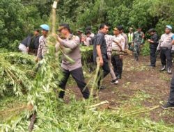 Polres Tanah Karo temukan ladang ganja di perbukitan Pancur Batu, 400 batang tanaman dimusnahkan