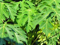 Terkenal pahit, inilah 6 khasiat daun pepaya yang jarang diketahui