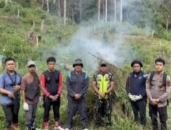 BNN temukan 3 ha ladang ganja di Sumut, 30 ton ganja dimusnahkan