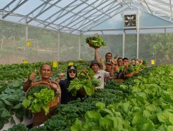 Panen Perdana Hidroponik Binaan PT IMIP, Pacu Ketahanan Pangan, Tingkatkan Ekonomi Warga
