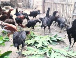 Tips usaha ternak ayam kampung modal Rp 1 juta: Peluang cuan menjanjikan bagi pemula