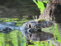 Dari sungai keruh hingga pekarangan kota, biawak air diam-diam menjaga ekosistem