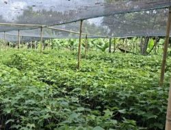 ASN Dairi diwajibkan beli bibit pohon untuk ASRI, dananya diduga diselewengkan Camat Sumbul