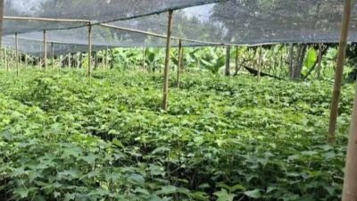 ASN Dairi diwajibkan beli bibit pohon untuk ASRI, dananya diduga diselewengkan Camat Sumbul