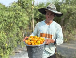CSR IMIP Perkuat Kemandirian Ekonomi Petani Lokal