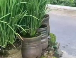 Tanam padi di pekarangan pakai 840 galon bekas, jadi inspirasi bagi warga lain