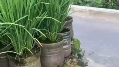 Tanam padi di pekarangan pakai 840 galon bekas, jadi inspirasi bagi warga lain